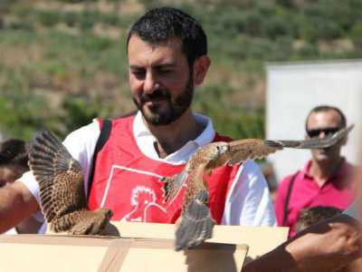 La liberazione del falco grillaio